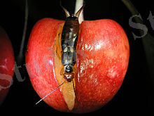 https://upload.wikimedia.org/wikipedia/commons/thumb/b/b1/F-auricularia_F_in_cherry_at_night_-_HH20070617_657.jpg/220px-F-auricularia_F_in_cherry_at_night_-_HH20070617_657.jpg