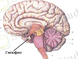 C:\Users\Асия\Desktop\gipofiz.jpg