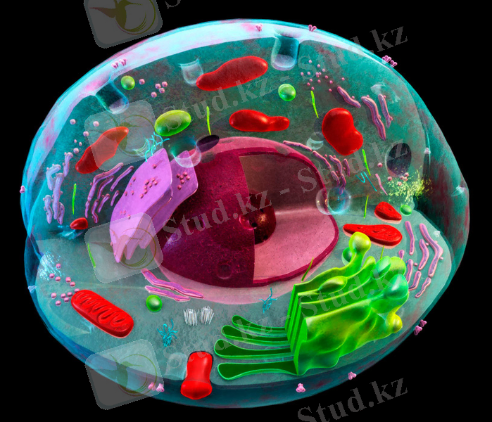 C:\Users\Асия\Desktop\cellula.jpg
