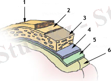 http://upload.wikimedia.org/wikipedia/commons/d/db/Hersenvliezen.jpg