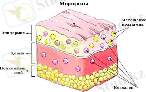 http://www.best-skin.ru/images/wrinkles-picture.jpg
