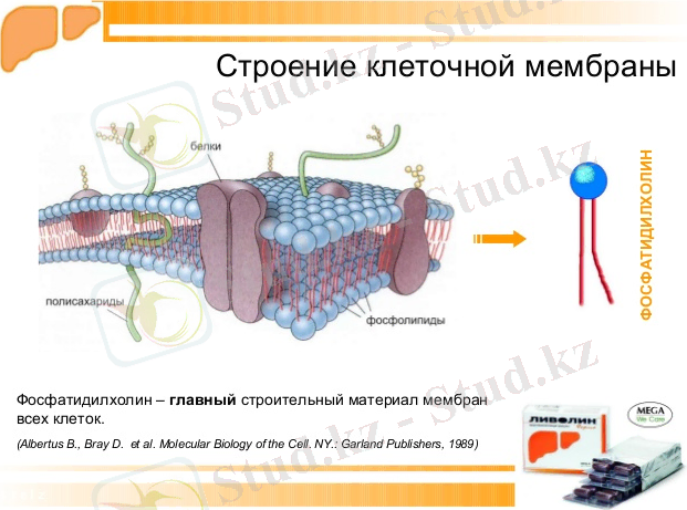 C:\Users\Нуржигит\Desktop\мембрана\livolin-forte-11-638.jpg