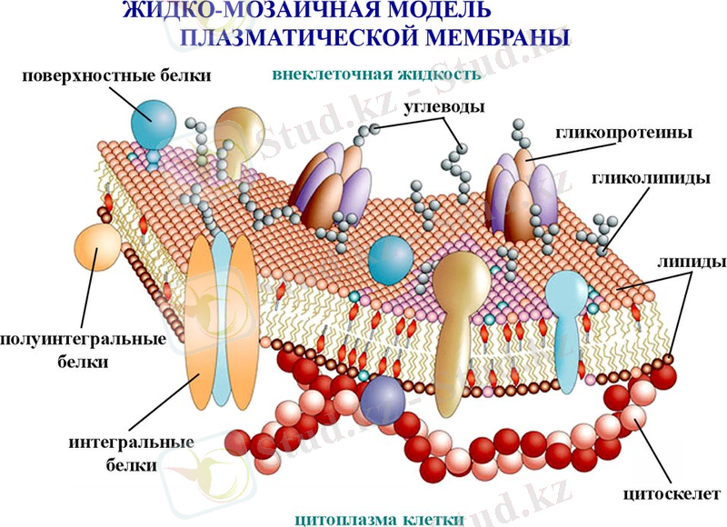 C:\Users\Нуржигит\Desktop\мембрана\slide-3.jpg