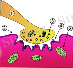 http://upload.wikimedia.org/wikipedia/commons/thumb/2/2b/Synapse_diag4.png/300px-Synapse_diag4.png