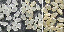 http://upload.wikimedia.org/wikipedia/commons/thumb/1/11/Kome.JPG/250px-Kome.JPG