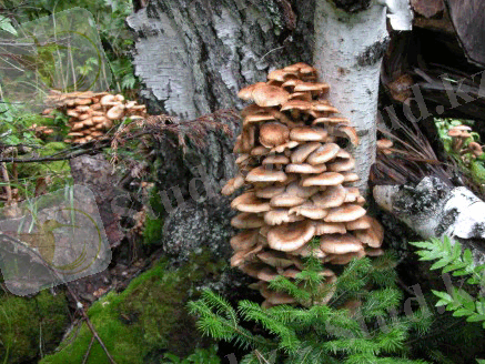 http://klimovka.kz/pages/m5/hex3.gif