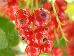 http://upload.wikimedia.org/wikipedia/commons/thumb/1/1c/Ribes_rubrum2005-07-17.JPG/300px-Ribes_rubrum2005-07-17.JPG