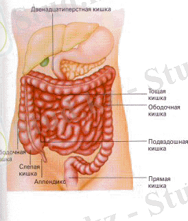http://www.doctor-self.com/skazka_04_05.gif
