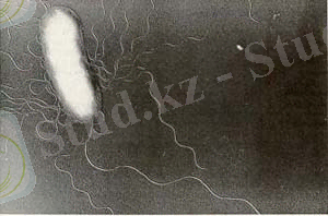 http://web.mst.edu/~microbio/bio221_1999/Flag.jpg
