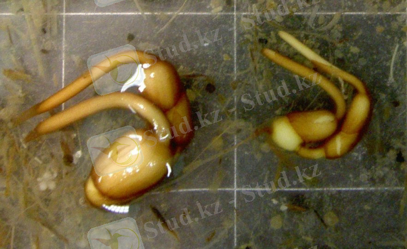 https://upload.wikimedia.org/wikipedia/commons/7/73/Tubers.jpg