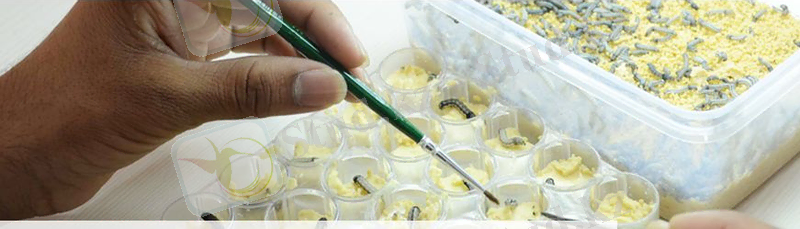 http://www.ecoideaz.com/wp-content/uploads/2014/02/Biopesticides-research.jpg