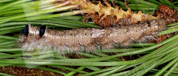 http://pathpiva.wifeo.com/images/d/den/Dendrolimus-pini-L5-06-FR-1.jpg