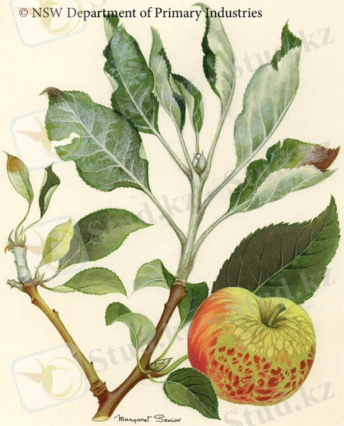 Illustration of Powdery mildew NSW Department of Primary Industries