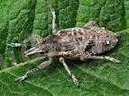 http://t3.gstatic.com/images?q=tbn:ANd9GcT7lBgbiYCZIOT9aDu1Hqd_Ew8WGDFi-1ObOvvMqEXHUbHrRbUhh6CbHQWm
