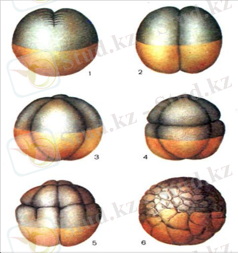http://itest.kz/upload/images/1350882356.64.jpeg.png