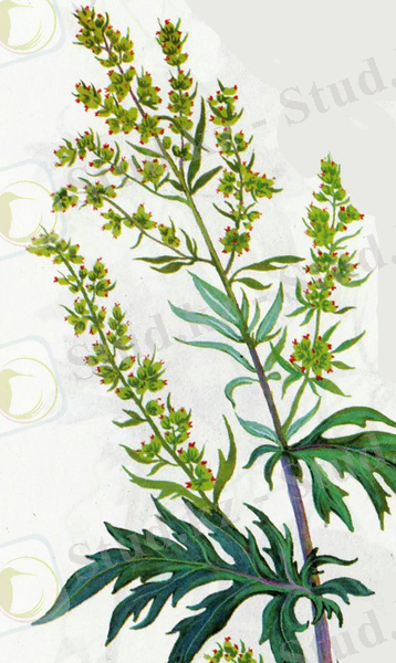 http://www.1000listnik.ru/wp-content/uploads/2010/06/1276091601_polyn.jpg