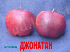 http://go4.imgsmail.ru/imgpreview?key=http%3A//karliky.com/dgon1.jpg&mb=imgdb_preview_1691