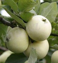 http://go2.imgsmail.ru/imgpreview?key=http%3A//krimea.info/media/2010/02/rozmarin-belyj.jpg&mb=imgdb_preview_918