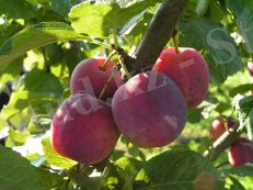 http://go4.imgsmail.ru/imgpreview?key=http%3A//farming.by/wp-content/uploads/2011/12/%25D1%258D%25D0%25B4%25D0%25B8%25D0%25BD%25D0%25B3%25D0%25B1%25D1%2583%25D1%2580%25D0%25B3%25D1%2581%25D0%25BA%25D0%25B0%25D1%258F.jpg&mb=imgdb_preview_1434
