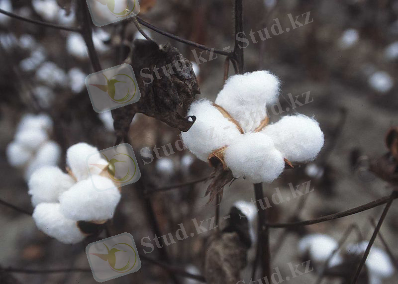 C:\Users\Admin\Desktop\800px-CottonPlant.JPG
