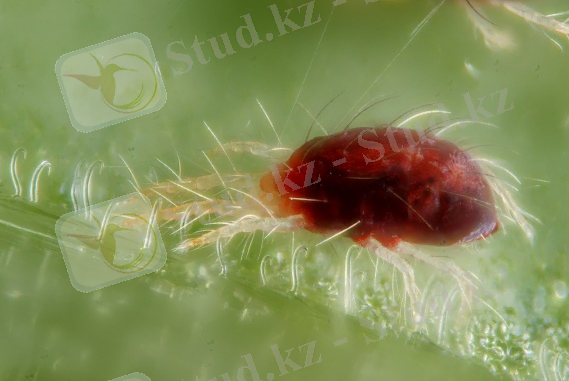 http://dic.academic.ru/pictures/wiki/files/84/Tetranychus_urticae_with_silk_threads.jpg