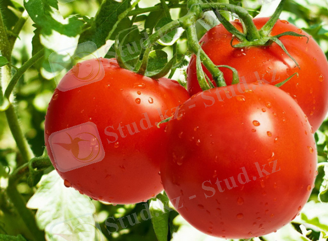 http://24.kz/media/k2/items/cache/c8dfc07f5058bb858d279222557a091e_XL.jpg