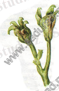 http://konspekta.net/vikidalka/baza1/21489924033.files/image010.jpg