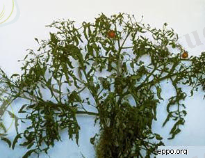 http://konspekta.net/vikidalka/baza1/21489924033.files/image011.jpg