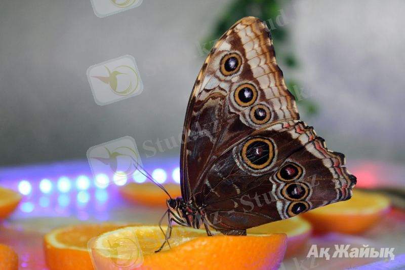 http://f.azh.kz/news-kaz/004/726/_6.jpg