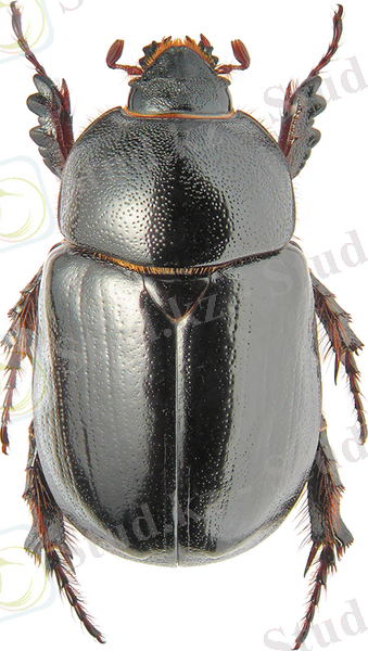 Pentodon dubium Ball.