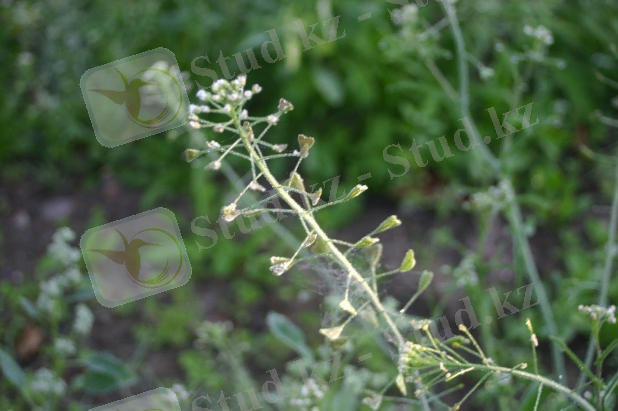 http://upload.wikimedia.org/wikipedia/commons/a/a1/Capsella-bursa-pastoris-flowers.JPG
