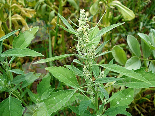 http://warehouse1.indicia.org.uk/upload/Fat-hen%20%28Chenopodium%20album%29%20Field%20by%20Granitethorpe%20Footpath%20Sapcote%20SP%204919%209384%20%28taken%205.7.2006%29.jpg