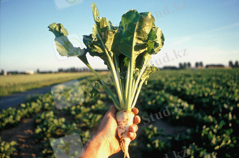 http://fermers.kz/upload/news/837c254bc3a7c7d419f480c6e4371c44.jpg