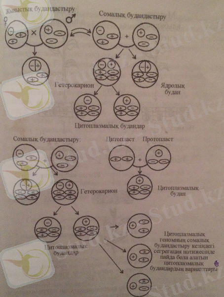 C:\Users\Ruslan\Desktop\e3VhW4OfXXY.jpg