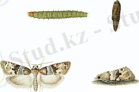 http://www.ages.at/fileadmin/_processed_/csm_Traubenwickler_bekreuzter_Lobesia_botrana_002_056f46d968.jpg