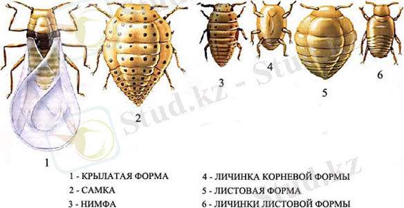 http://referent61.ru/images/stories/filloksera2.jpg