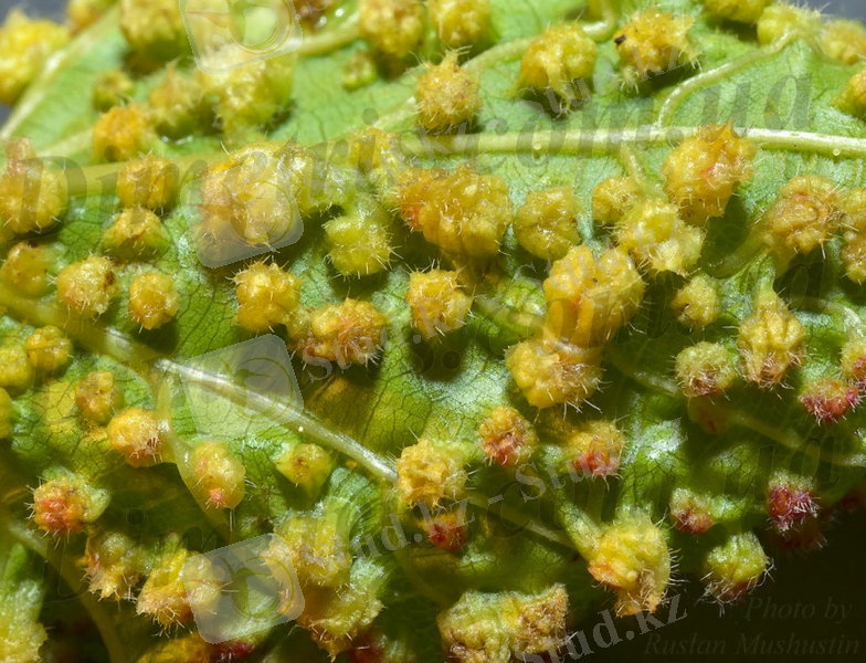 http://dimetris.com.ua/wiki/_media/insecta-vreditel:dactylosphaera-vitifoliae--2.jpg?w=900