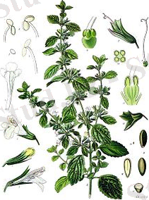 A.