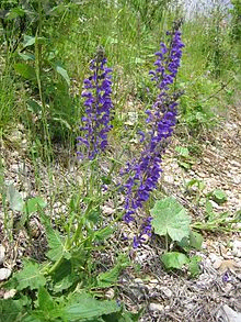 A.