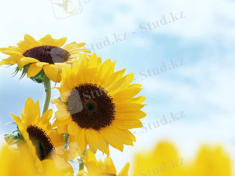 http://imurat.kz/wp-content/uploads/2012/05/shemishki.jpg