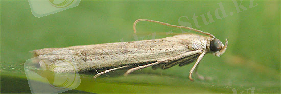 http://www.agroatlas.ru/content/pests/Homoeosoma_nebulella/Homoeosoma_nebulella.jpg