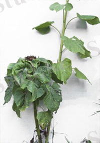 http://himagro.com.ua/upload/iblock/f8a/lojnaya%20muchnistaya%20rosa%20podsoln.jpg