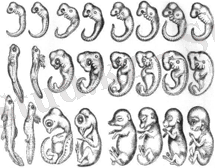 A.