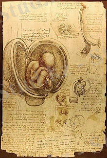 https://upload.wikimedia.org/wikipedia/commons/thumb/c/c9/Da_Vinci_Studies_of_Embryos_Luc_Viatour.jpg/220px-Da_Vinci_Studies_of_Embryos_Luc_Viatour.jpg