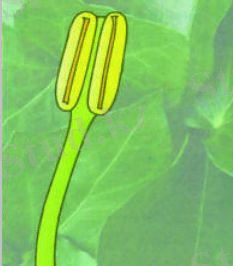 http://itest.kz/upload/images/1349784328.99.jpeg.png