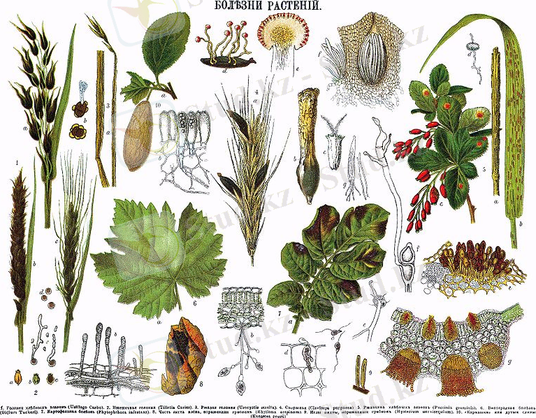 https://upload.wikimedia.org/wikipedia/commons/thumb/9/92/Brockhaus_and_Efron_Encyclopedic_Dictionary_b7_336-0.jpg/800px-Brockhaus_and_Efron_Encyclopedic_Dictionary_b7_336-0.jpg