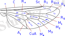 Картинки по запросу Brachycera Wing