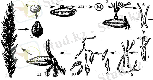 http://ok-t.ru/studopedia/baza11/2791577708489.files/image282.jpg