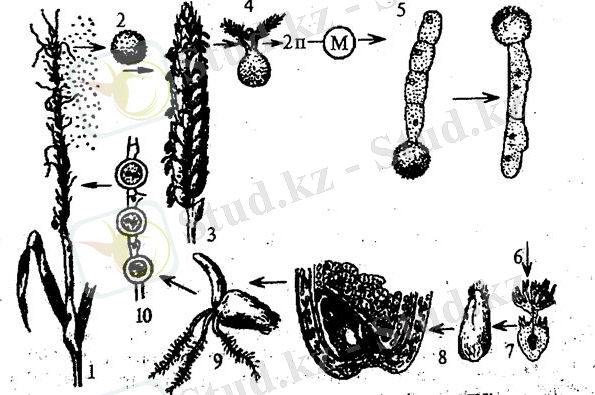 http://ok-t.ru/studopedia/baza11/2791577708489.files/image284.jpg