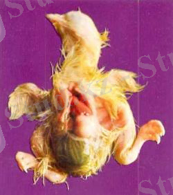 http://www.webpticeprom.ru/img/handbooks/1166530943-1.jpg